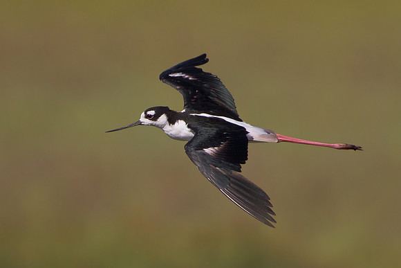 Black-necked Stilt