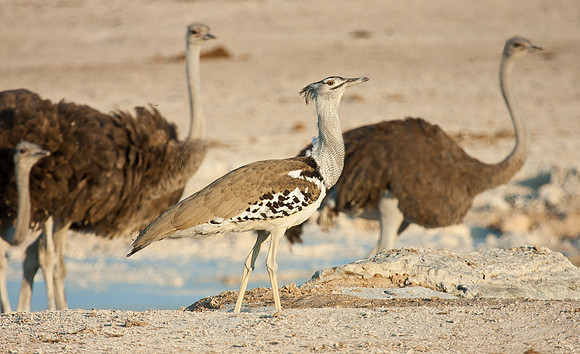 Kori Bustard & Ostriches