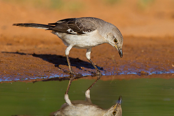 Northern Mockingbird