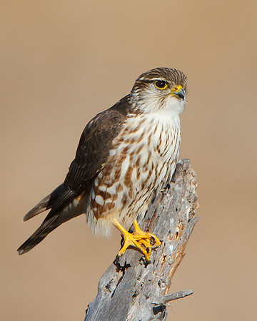 Female Merlin, Prairie race/subspecies