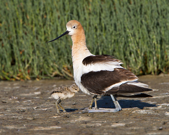 American Avocet, parent with 2 chicks