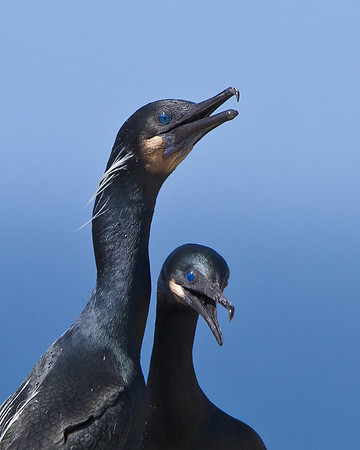 Brandt's Cormorant, mating pair