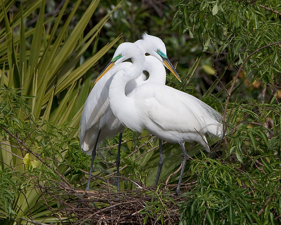 Great Egrets, mating pair