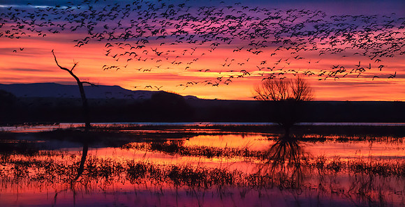 Geese and Cranes at sunrise