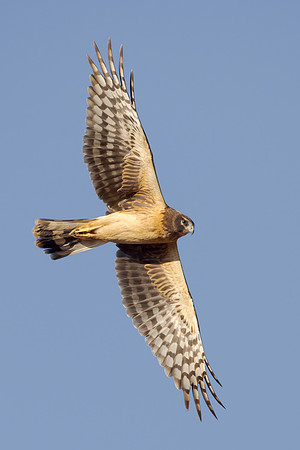 Northern Harrier