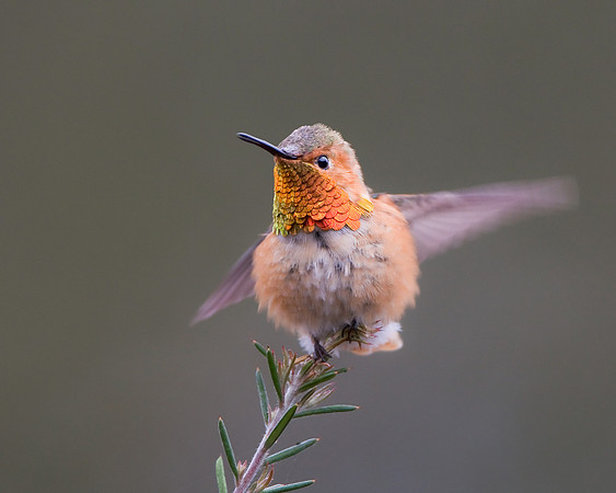 Allen's Hummingbird