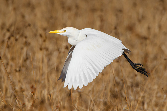 Cattle Egret