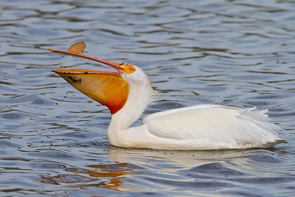 American White Pelican, swallowing fish