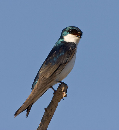 Tree Swallow