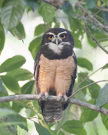 Randall went back into the forest many times to find an unobstructed view of the Spectacled Owl for Steve, who was able to get this shot.