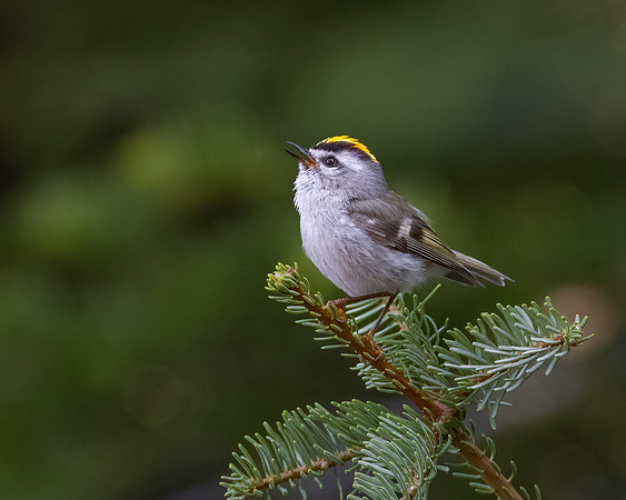 Golden-crowned Kinglet