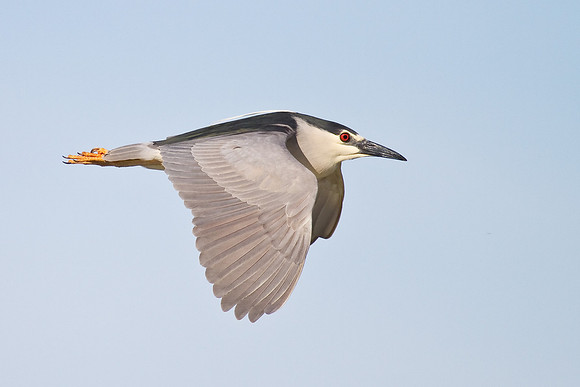 Black-crowned Night Heron