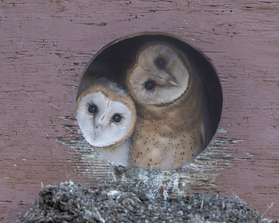 Barn Owl nestlings