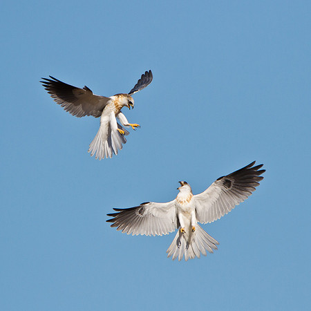 White-tailed Kites, juveniles bickering