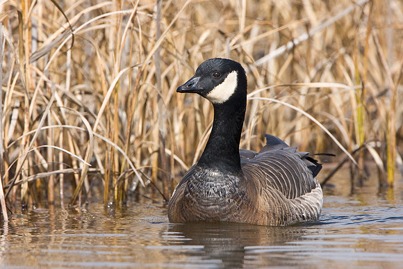 Cackling Goose