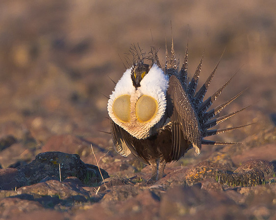 Greater Sage-Grouse, courtship display