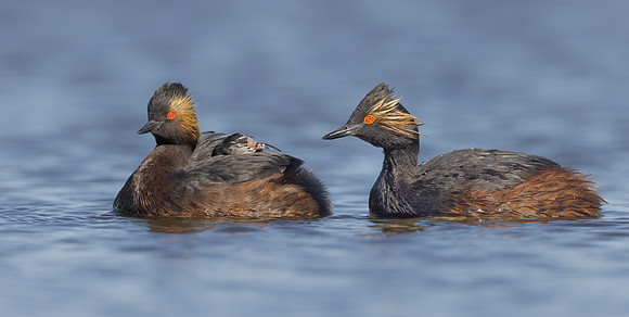 Eared Grebes, with chick