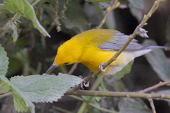 Prothonotary Warbler, feeding on aphid