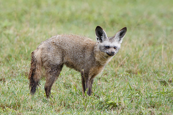 Bat-eared Fox