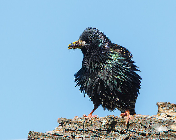 European Starling, with beak full of food for chicks