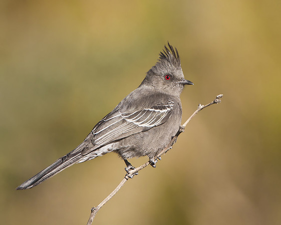 Phainopepla, female