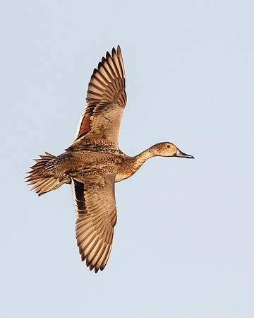 Northern Pintail, female in flight