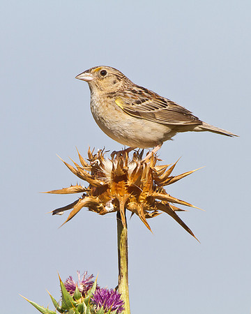 Grasshopper Sparrow