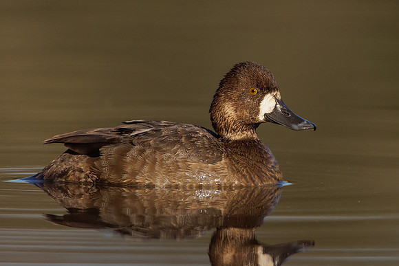 Lesser Scaup, female