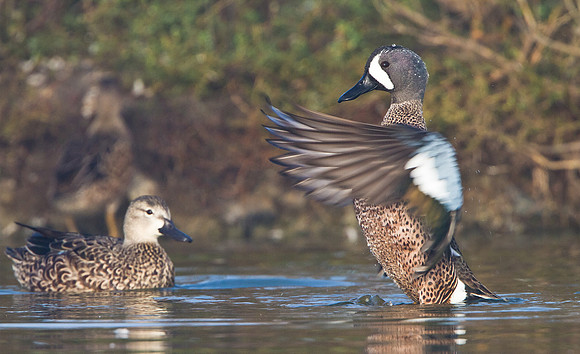 Blue-winged Teal