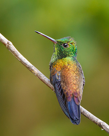 Copper-rumped Hummingbird