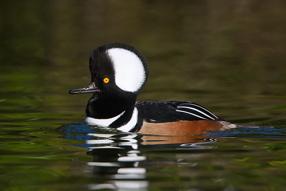 Hooded Merganser, male