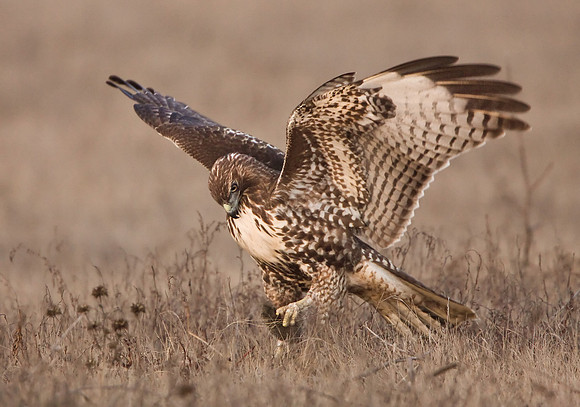 The hawk begins to "play" with the vole.