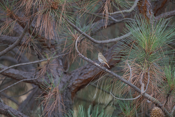 Hermit Thrush