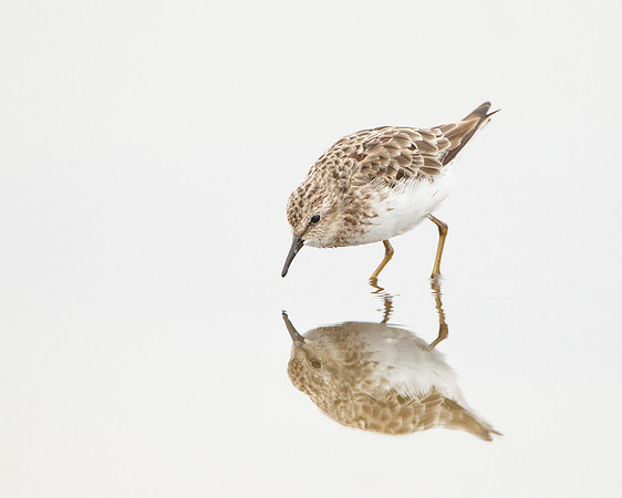 Least Sandpiper
