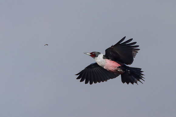 Lewis's Woodpecker