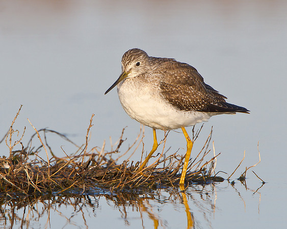 Greater Yellowlegs