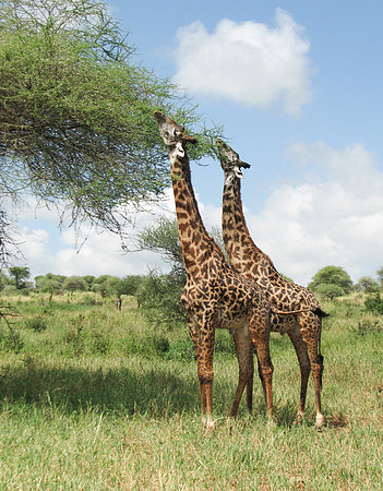 Giraffes