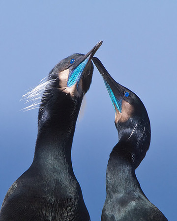 Brandt's Cormorant, mating pair