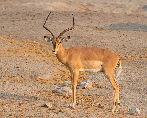 Black-faced Impala