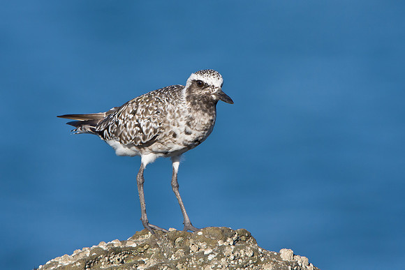Black-bellied Plover