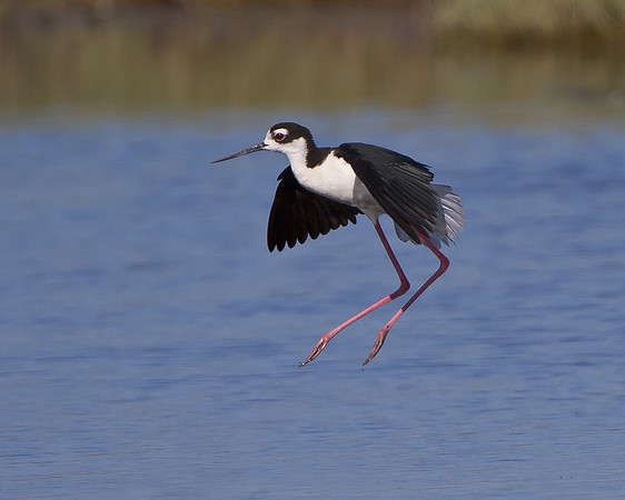 Black-necked Stilt