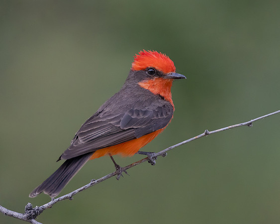 Vermilion Flycatcher