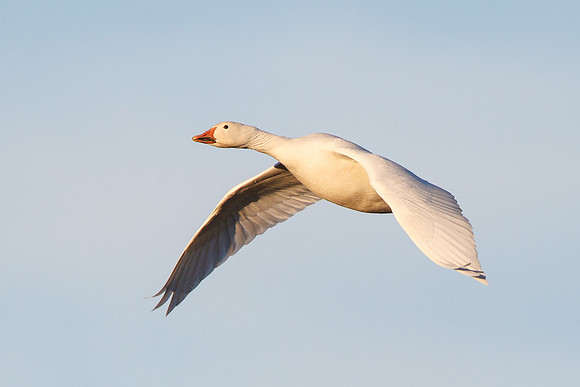 Leucistic Snow Goose