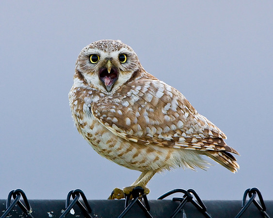 Burrowing Owl
