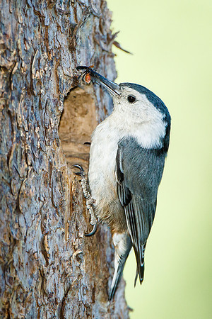 White-breasted Nuthatch, bringing food to the nest