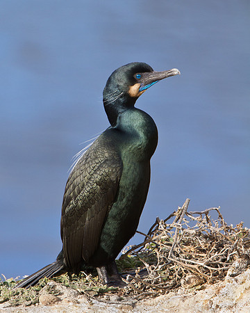 Brandt's Cormorant, at nest