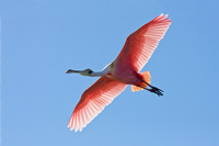 Roseate Spoonbill
