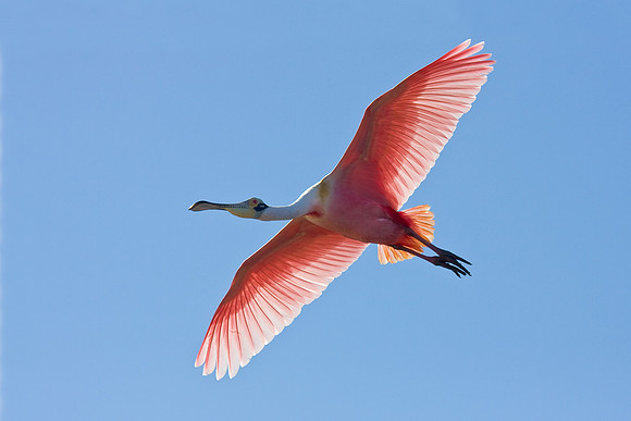 Roseate Spoonbill