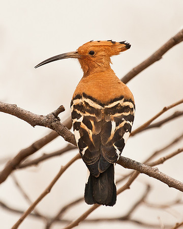African Hoopoe