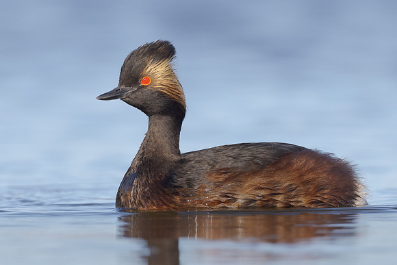 Eared Grebe